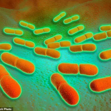 Health Officials Warn of Listeria Outbreaks Linked to Popular Lunch Products