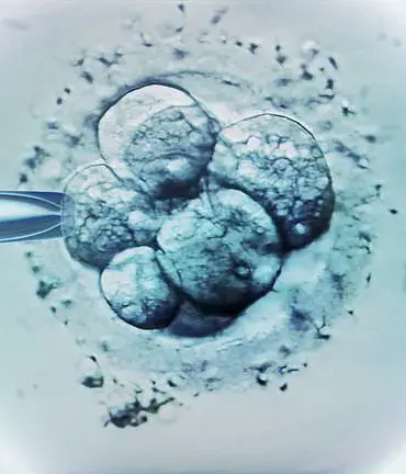 IVF Clinic Mix-Up Results in Woman Giving Birth to Stranger's Baby