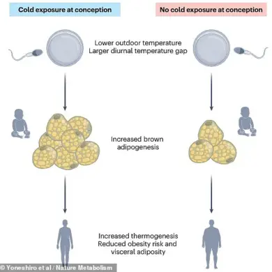 Season of Conception Linked to Body Fat Composition in Adulthood