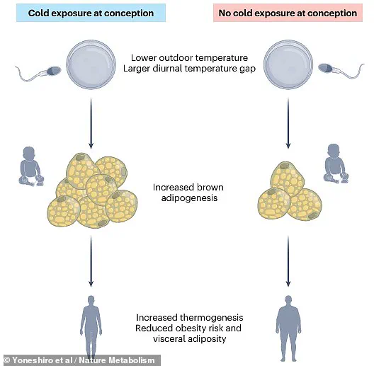 Season of Conception Linked to Body Fat Composition in Adulthood