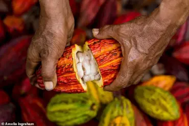 The Dark Secret Behind Chocolate: Catastrophic Waste and Environmental Impact