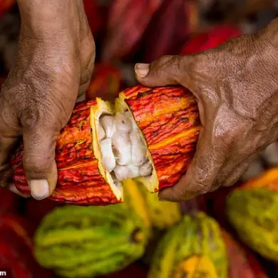 The Dark Secret Behind Chocolate: Catastrophic Waste and Environmental Impact