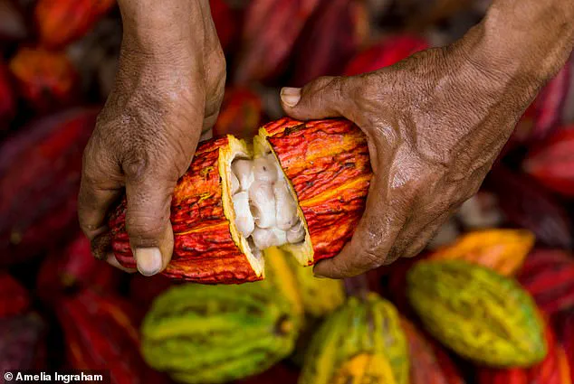 The Dark Secret Behind Chocolate: Catastrophic Waste and Environmental Impact