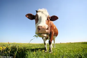 Uddermint: From Cattle Remedy to Human Arthritis Relief