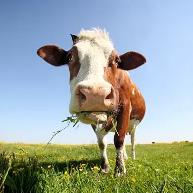 Uddermint: From Cattle Remedy to Human Arthritis Relief