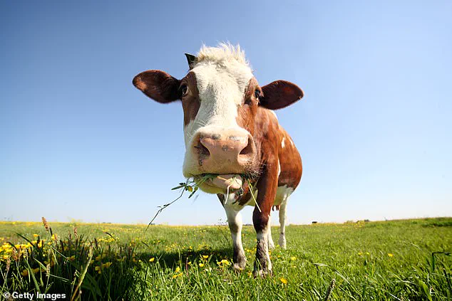Uddermint: From Cattle Remedy to Human Arthritis Relief