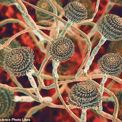 Global Health Crisis: Deadly Fungus C. auris Spreading in Hospitals, Resisting Infection Control Measures