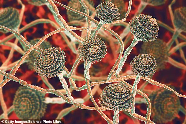 Global Health Crisis: Deadly Fungus C. auris Spreading in Hospitals, Resisting Infection Control Measures