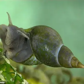 Parasite linked to schistosomiasis on the rise in European hotspots, with record UK cases