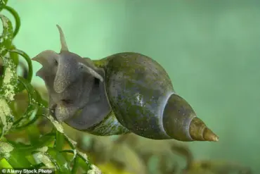 Parasite linked to schistosomiasis on the rise in European hotspots, with record UK cases