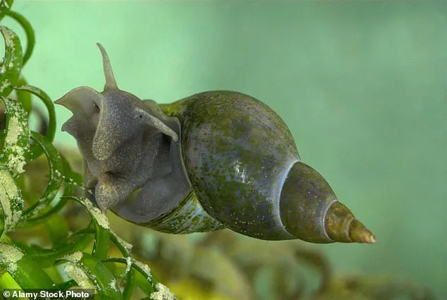 Parasite linked to schistosomiasis on the rise in European hotspots, with record UK cases