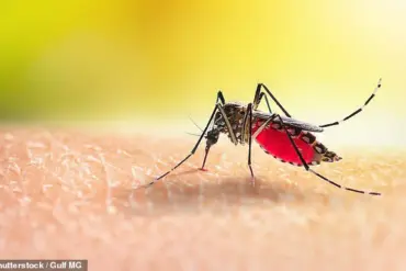Urgent Alert: Zika Virus Detected in Hawaii for First Time in Years—Health Officials Warn of Risks to Public Health