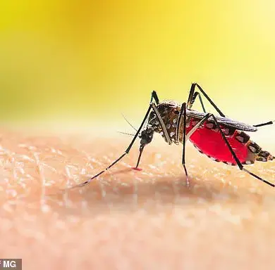 Urgent Alert: Zika Virus Detected in Hawaii for First Time in Years—Health Officials Warn of Risks to Public Health