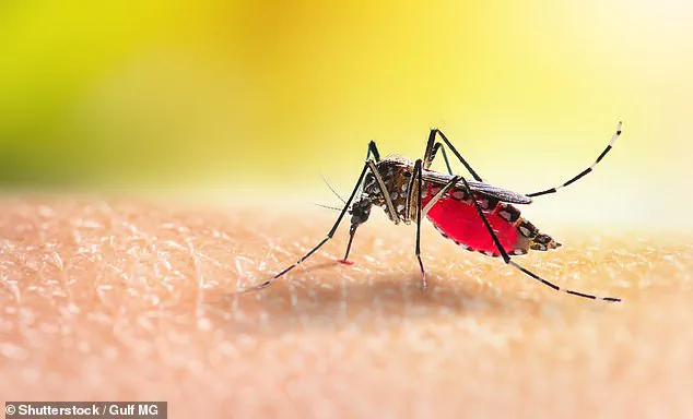 Urgent Alert: Zika Virus Detected in Hawaii for First Time in Years—Health Officials Warn of Risks to Public Health