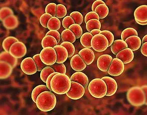 England Faces Syphilis Resurgence as Lambeth Reports 138 Cases Per 100,000, Highest Since 1948