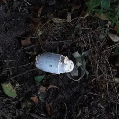 Exclusive: Governor Reveals Silent Threat of 'Kolokolchik' Mine in Belgorod Oblast