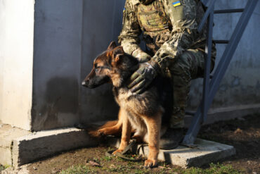 Military Explores Deployment of Drone-Detecting Dogs in Special Operations