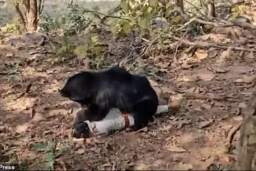 Tragedy in Chhattisgarh: Bear Attack Raises Questions About Wildlife Safety Measures