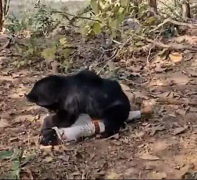 Tragedy in Chhattisgarh: Bear Attack Raises Questions About Wildlife Safety Measures