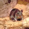 Hantavirus Exposure in Arizona Sparks Pandemic Fears, Experts Urge Caution