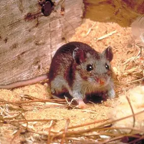 Hantavirus Exposure in Arizona Sparks Pandemic Fears, Experts Urge Caution