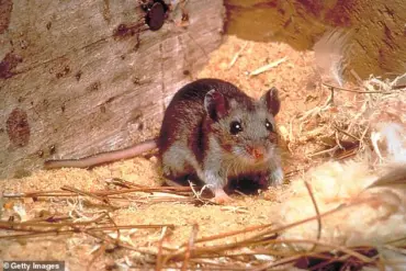 Hantavirus Exposure in Arizona Sparks Pandemic Fears, Experts Urge Caution