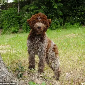 King Charles to Launch Bespoke Tweed Jacket Line for Dogs, Honoring Royal Wardrobe Tradition