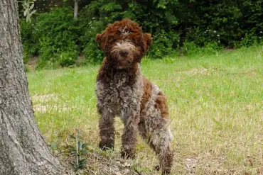 King Charles to Launch Bespoke Tweed Jacket Line for Dogs, Honoring Royal Wardrobe Tradition