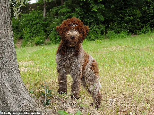 King Charles to Launch Bespoke Tweed Jacket Line for Dogs, Honoring Royal Wardrobe Tradition