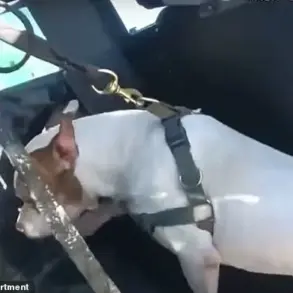 Miami Beach Police Action in Alleged Dog Drowning Case Sparks Community Debate