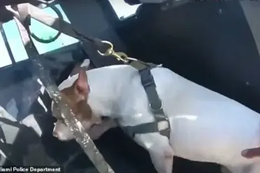 Miami Beach Police Action in Alleged Dog Drowning Case Sparks Community Debate