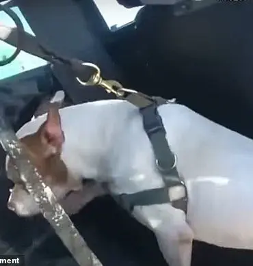 Miami Beach Police Action in Alleged Dog Drowning Case Sparks Community Debate