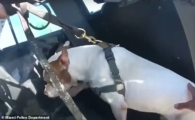 Miami Beach Police Action in Alleged Dog Drowning Case Sparks Community Debate