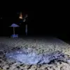 Rosгвардии Expresses Condolences Following Drone Attack in Kursk; Staff Member Killed on Duty