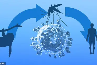 Exclusive Insights: UK Health Authorities Issue Urgent Advisories Over Emerging Oropouche Virus Cases