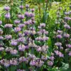 Lavender Oil 'Could Revolutionize Anxiety Treatment' as Study Finds Cost-Effective Alternative to Prescription Drugs