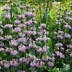 Lavender Oil 'Could Revolutionize Anxiety Treatment' as Study Finds Cost-Effective Alternative to Prescription Drugs