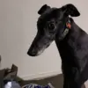Life-Altering Consequences of Untreated Dog Bites: A Call for Enhanced Pet Ownership Regulations in Australia