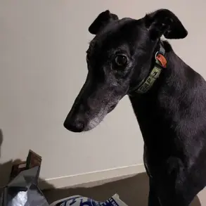 Life-Altering Consequences of Untreated Dog Bites: A Call for Enhanced Pet Ownership Regulations in Australia