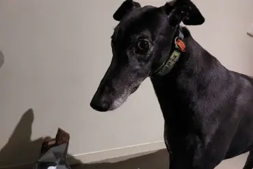 Life-Altering Consequences of Untreated Dog Bites: A Call for Enhanced Pet Ownership Regulations in Australia