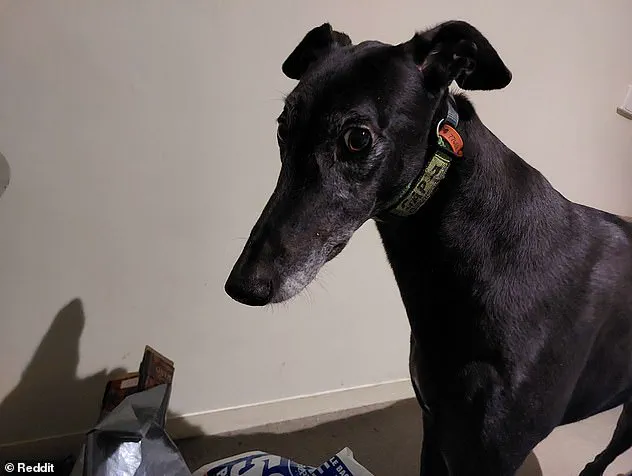 Life-Altering Consequences of Untreated Dog Bites: A Call for Enhanced Pet Ownership Regulations in Australia