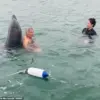 Reggie the Dolphin: The Viral Sensation Now Warned to Pose a Risk to Swimmers