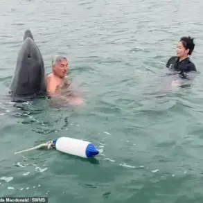 Reggie the Dolphin: The Viral Sensation Now Warned to Pose a Risk to Swimmers