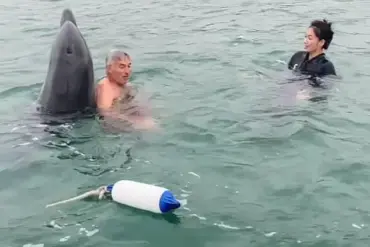 Reggie the Dolphin: The Viral Sensation Now Warned to Pose a Risk to Swimmers