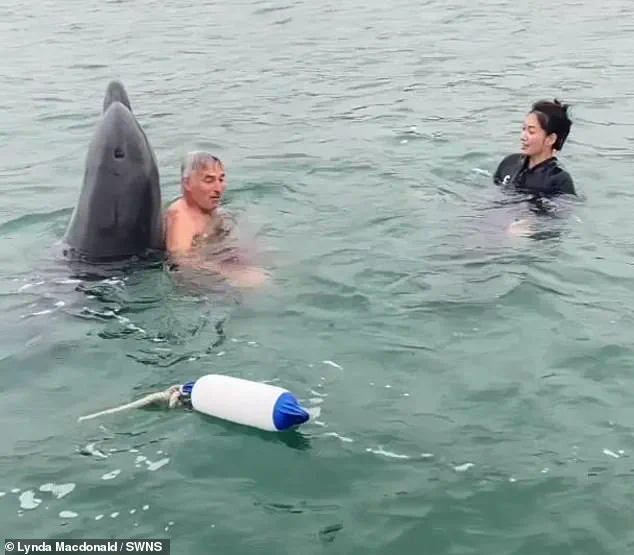 Reggie the Dolphin: The Viral Sensation Now Warned to Pose a Risk to Swimmers
