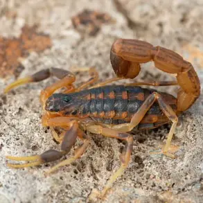 Scorpion Sting Incident at Zara Store Sparks Widespread Concern in Brazil