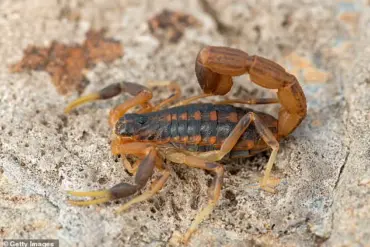 Scorpion Sting Incident at Zara Store Sparks Widespread Concern in Brazil