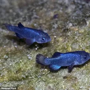 The Role of Government Regulations in Preserving the Devil's Hole Pupfish Habitat
