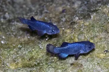 The Role of Government Regulations in Preserving the Devil's Hole Pupfish Habitat