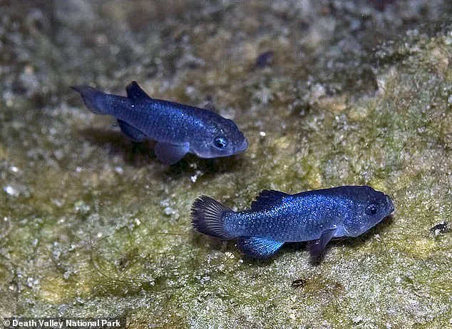 The Role of Government Regulations in Preserving the Devil's Hole Pupfish Habitat